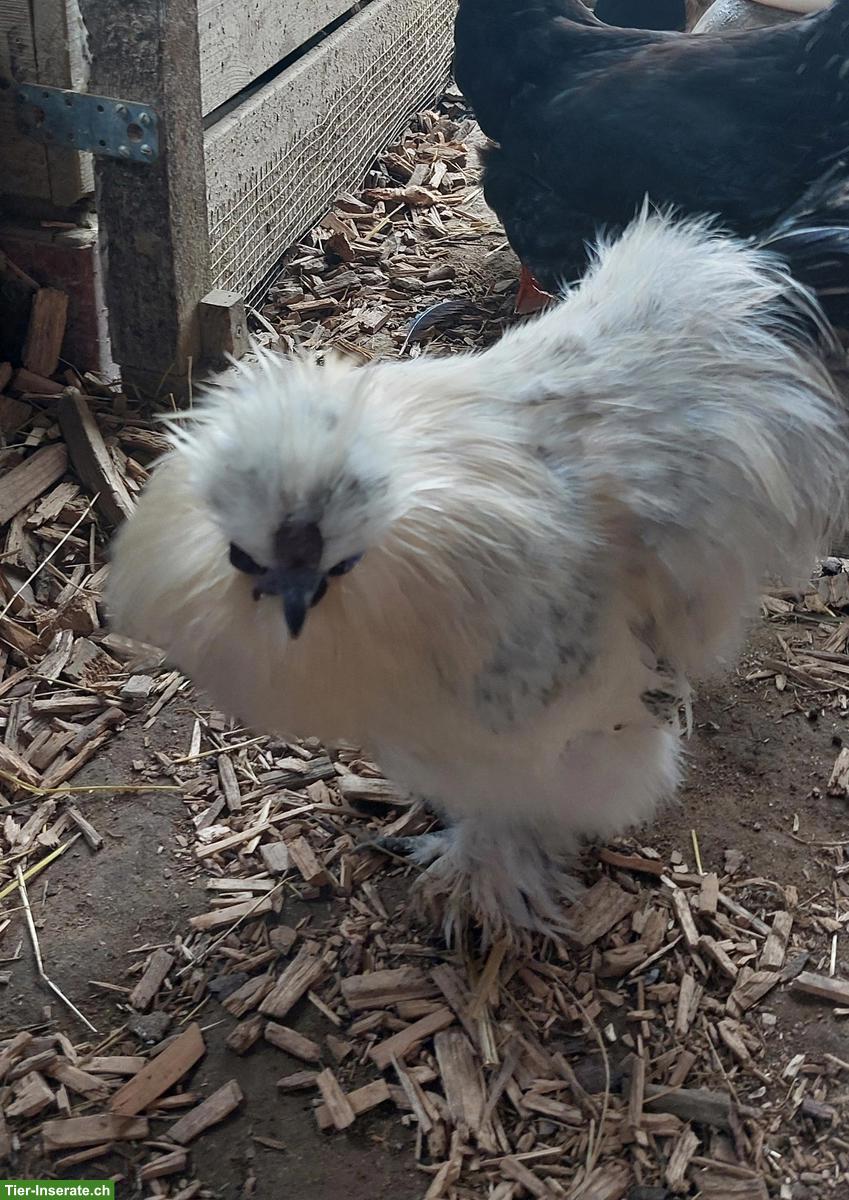 Lieber junger Seidenhahn gratis abzugeben