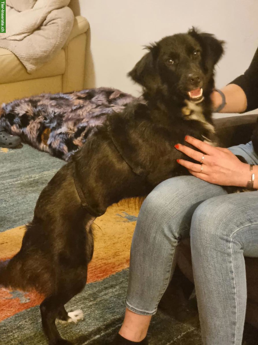 Liebe Junghündin Bambola sucht ihr Zuhause