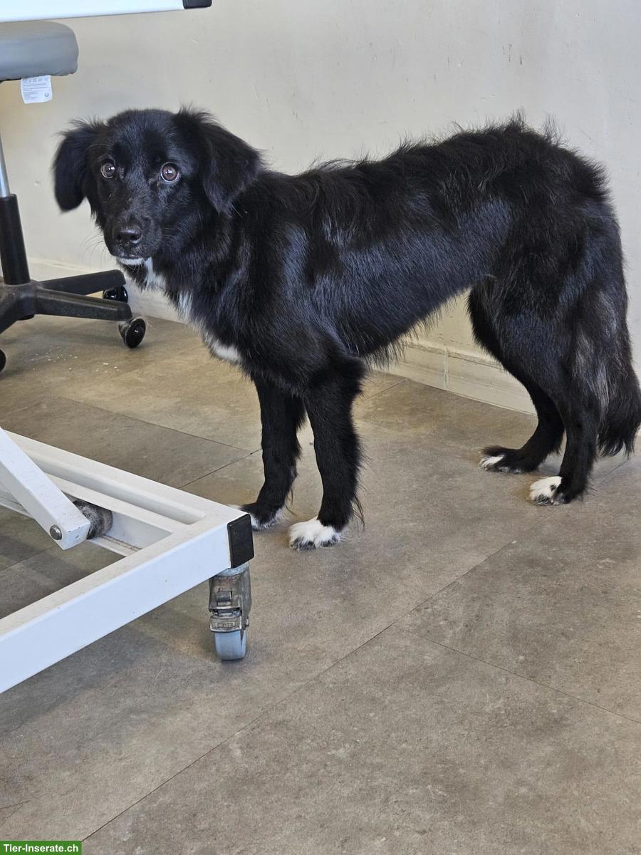 Bild 2: Liebe Junghündin Bambola sucht ihr Zuhause