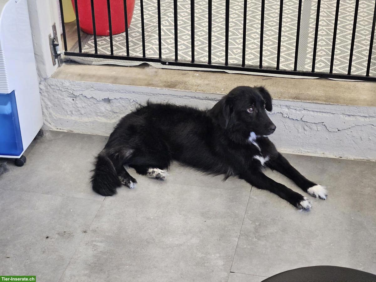 Bild 3: Liebe Junghündin Bambola sucht ihr Zuhause