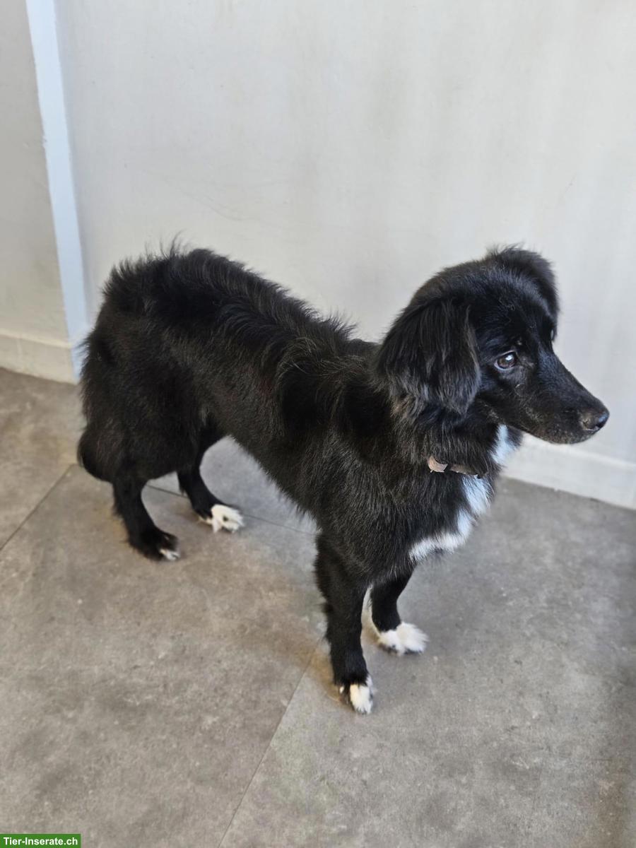 Bild 4: Liebe Junghündin Bambola sucht ihr Zuhause