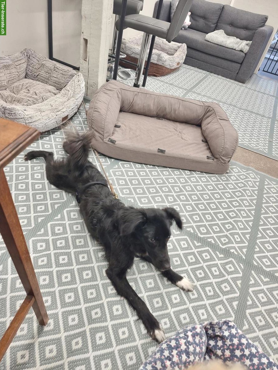 Bild 5: Liebe Junghündin Bambola sucht ihr Zuhause