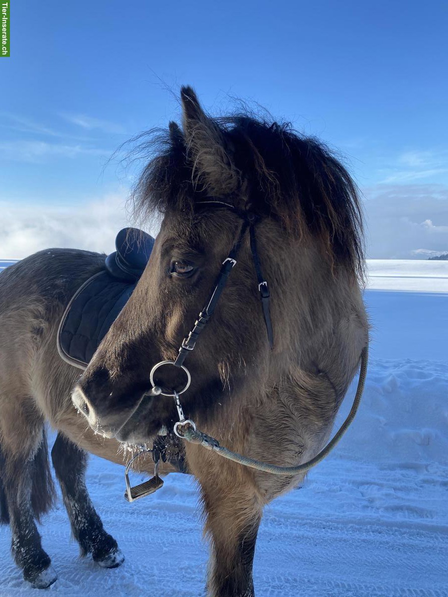 Isländer Wallach zu verkaufen