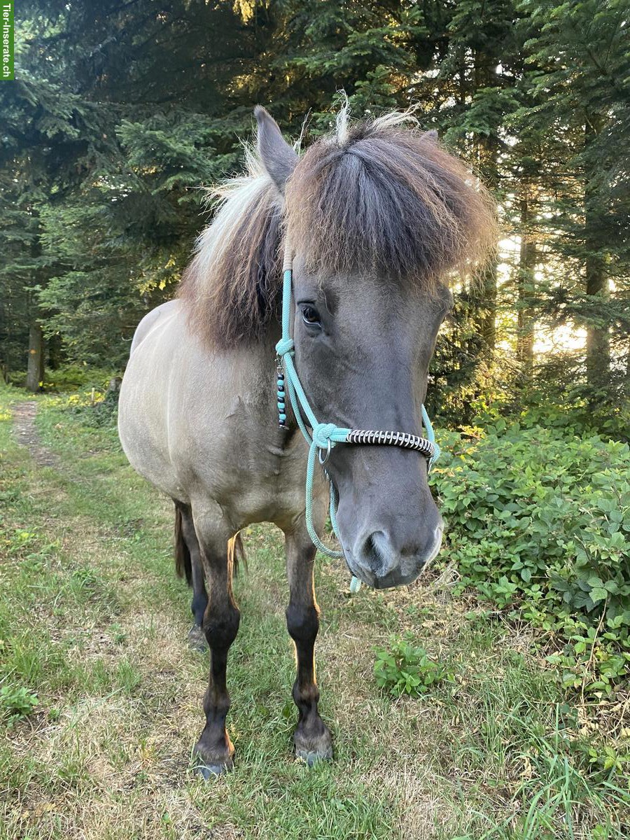 Bild 2: Isländer Wallach zu verkaufen