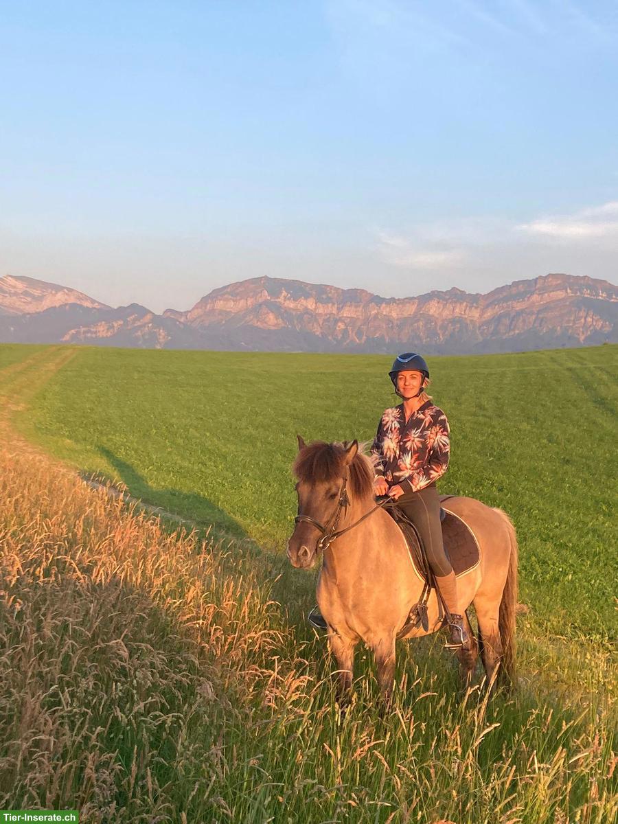 Bild 3: Isländer Wallach zu verkaufen