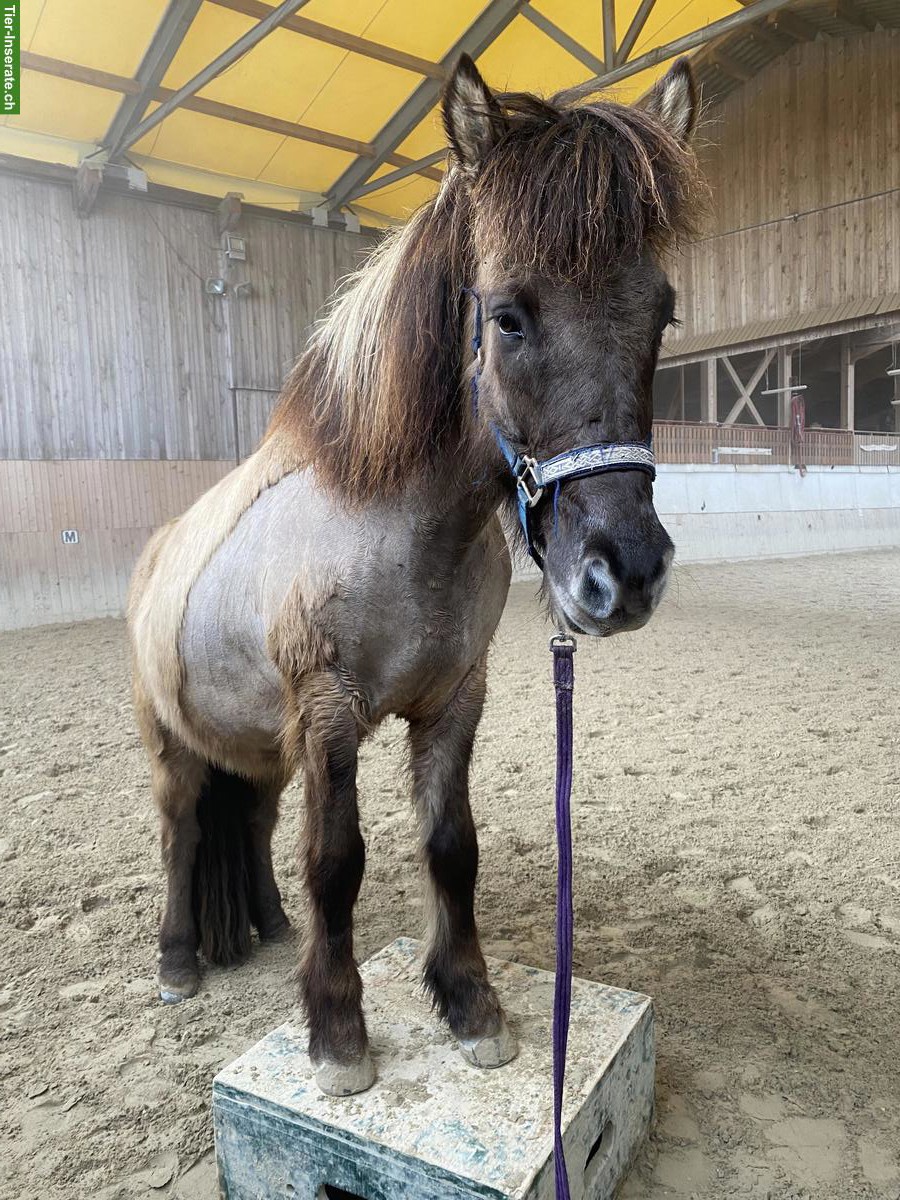Bild 4: Isländer Wallach zu verkaufen