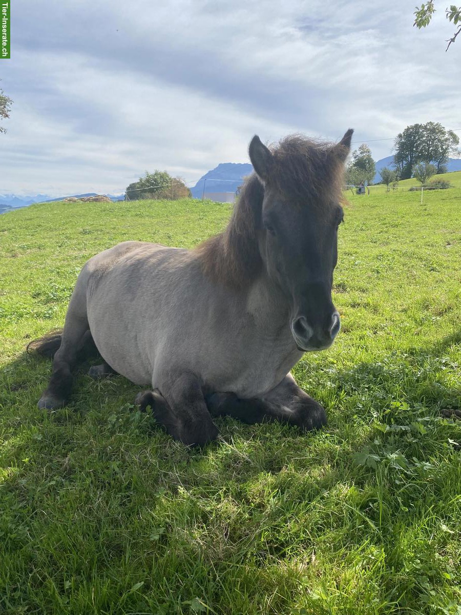 Bild 5: Isländer Wallach zu verkaufen
