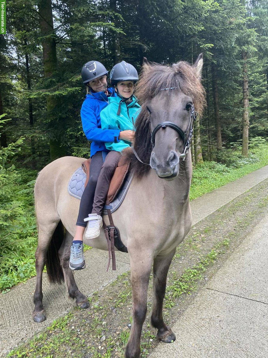 Bild 6: Isländer Wallach zu verkaufen