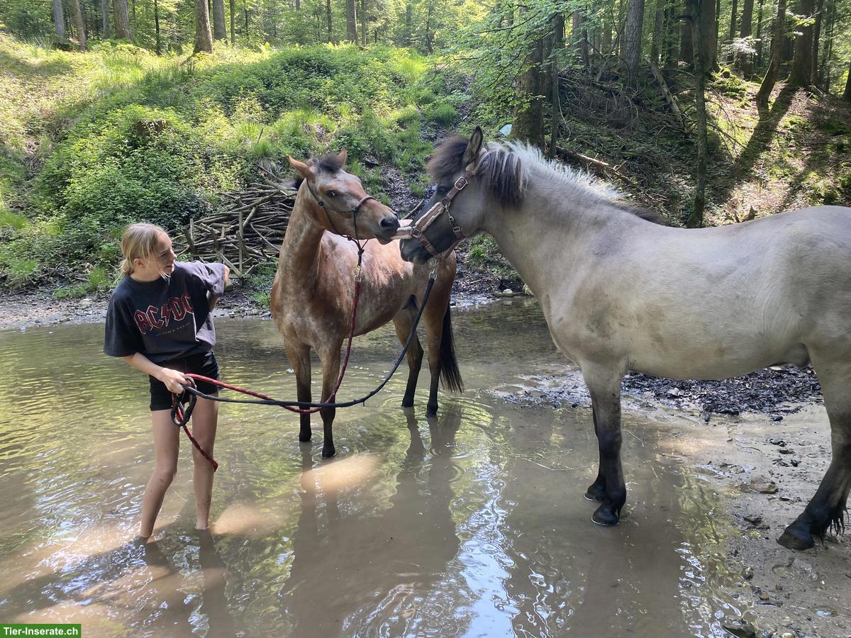 Bild 7: Isländer Wallach zu verkaufen