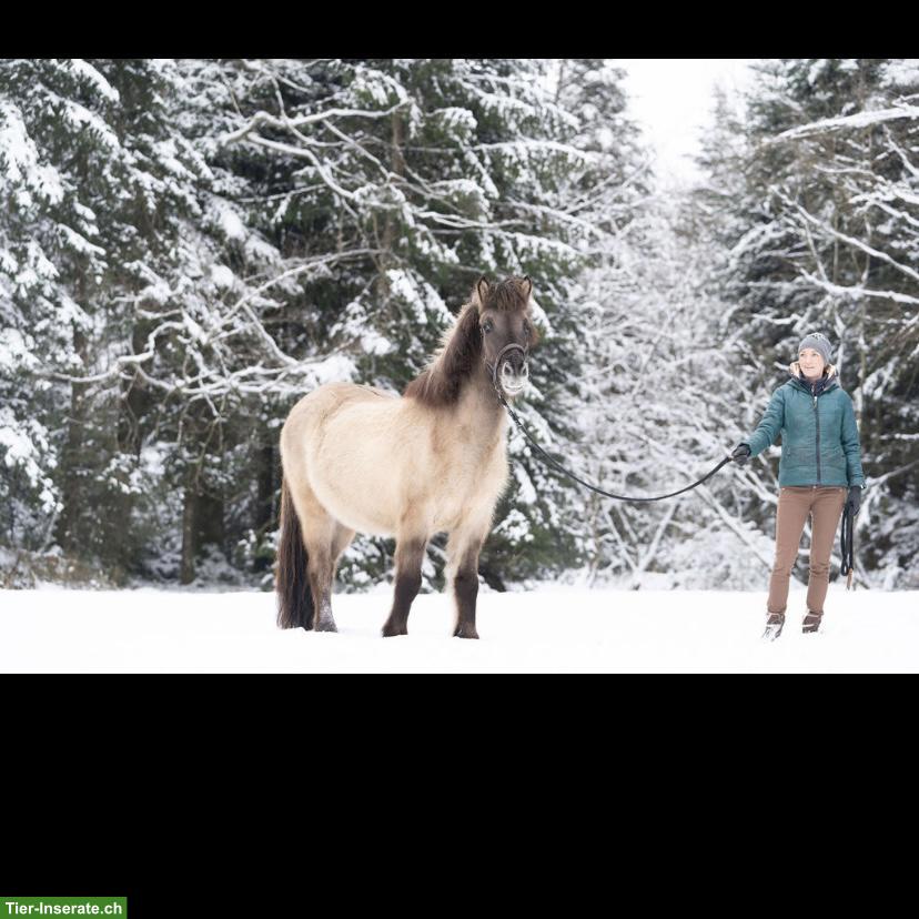Bild 8: Isländer Wallach zu verkaufen