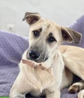 Hündin Bella ❤️ eine sanfte, treue und liebevolle Seele