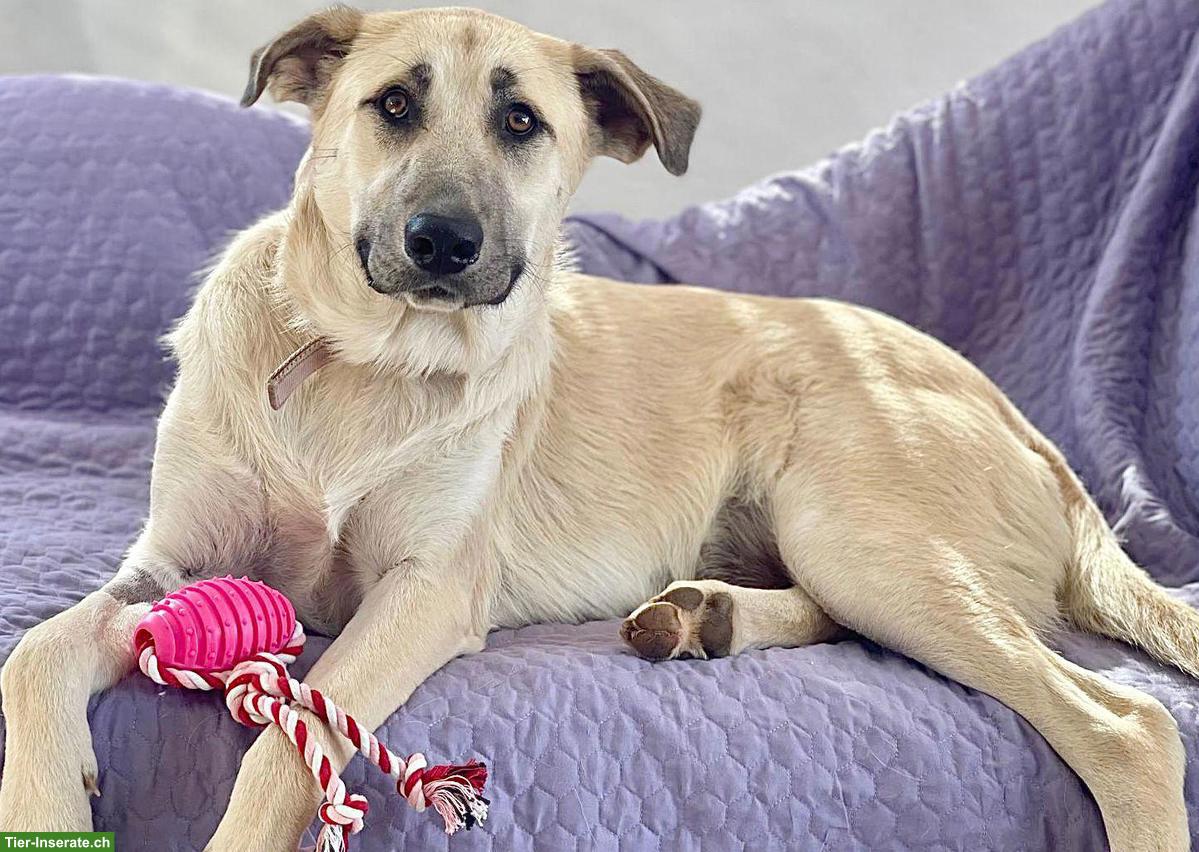 Bild 2: Hündin Bella ❤️ eine sanfte, treue und liebe Hundeseele