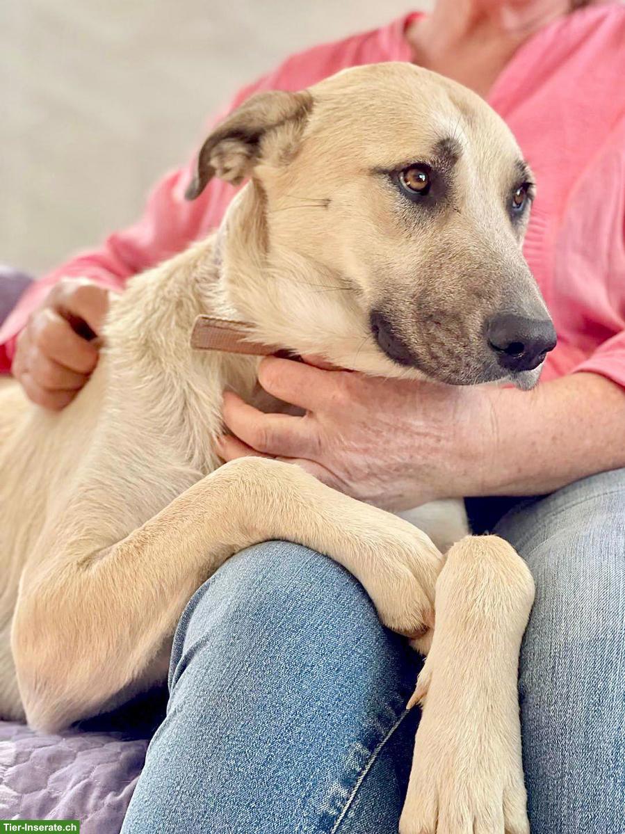 Bild 3: Hündin Bella ❤️ eine sanfte, treue und liebe Hundeseele