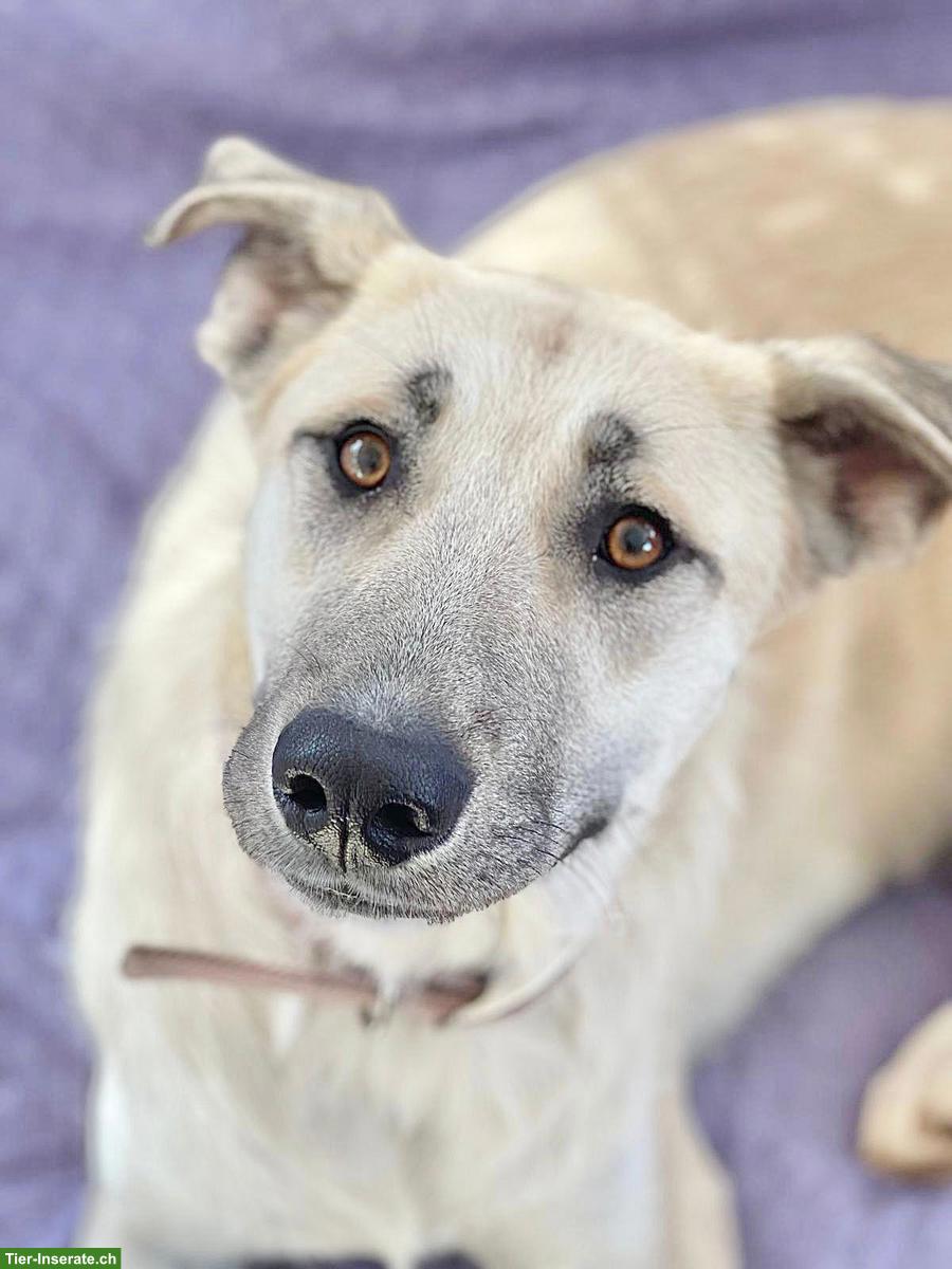 Bild 4: Hündin Bella ❤️ eine sanfte, treue und liebe Hundeseele