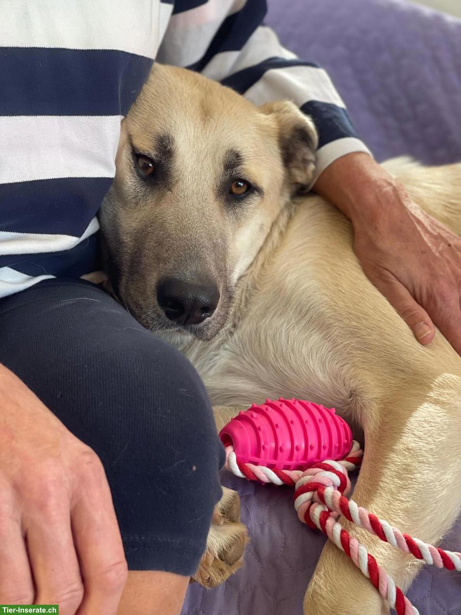 Bild 5: Hündin Bella ❤️ eine sanfte, treue und liebe Hundeseele