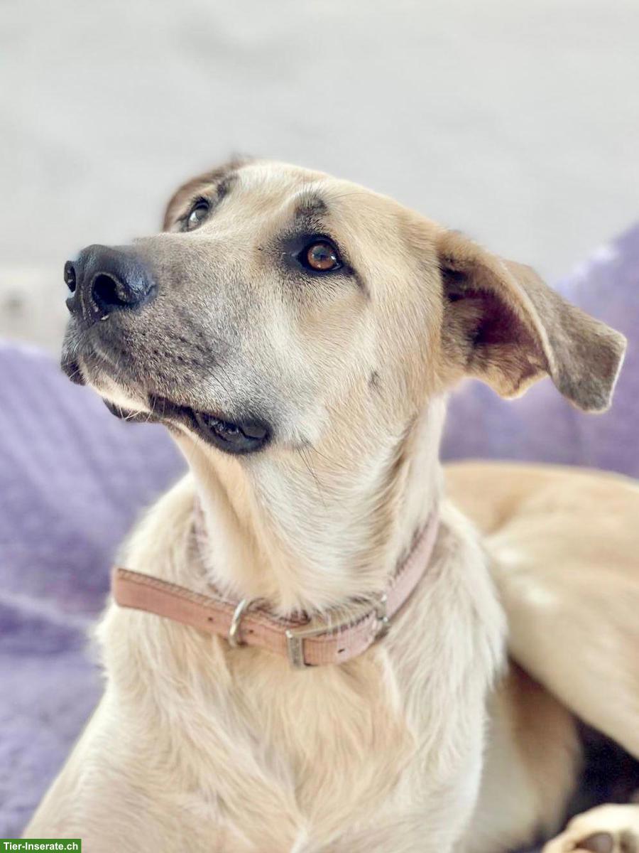 Bild 6: Hündin Bella ❤️ eine sanfte, treue und liebe Hundeseele