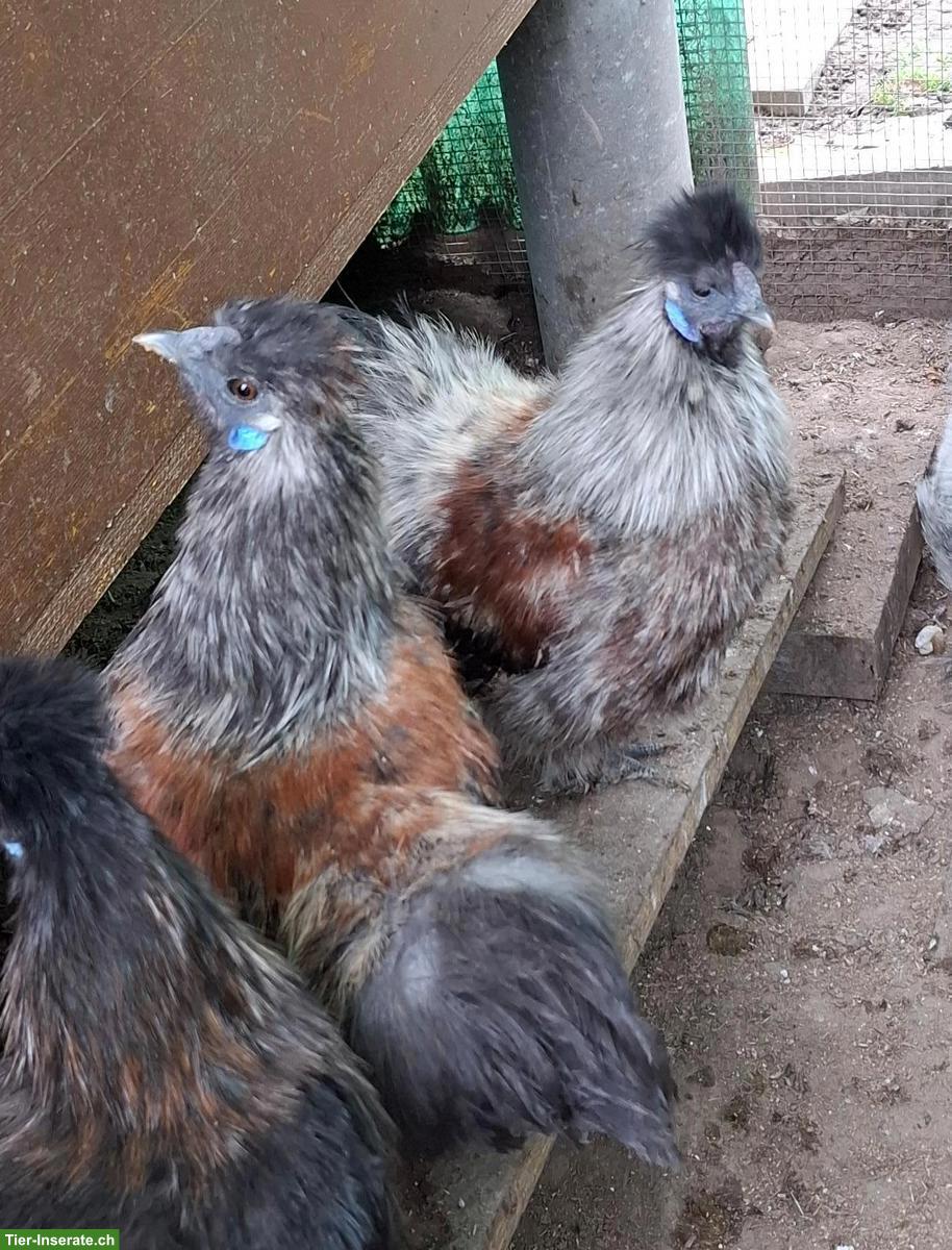 2 Seidenhuhn Hähne abzugeben