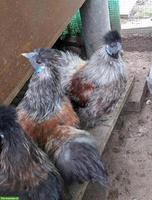 2 Seidenhuhn Hähne abzugeben