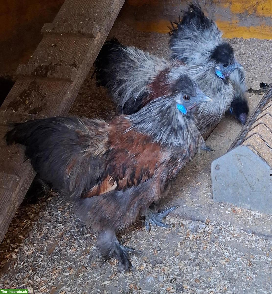 Bild 2: 2 Seidenhuhn Hähne abzugeben