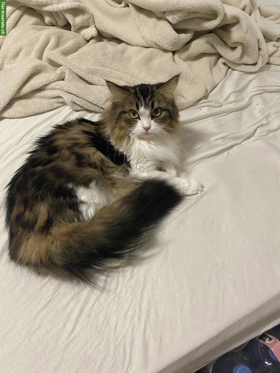 Verkaufe halbe Perser Katze, weiblich, 2-jährig