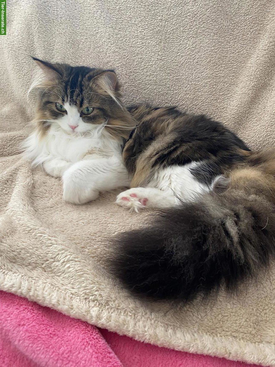 Bild 2: Verkaufe halbe Perser Katze, weiblich, 2-jährig