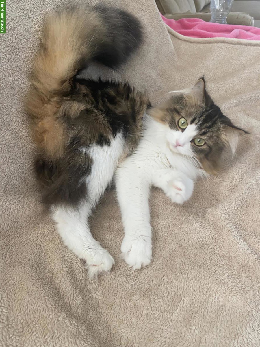 Bild 3: Verkaufe halbe Perser Katze, weiblich, 2-jährig