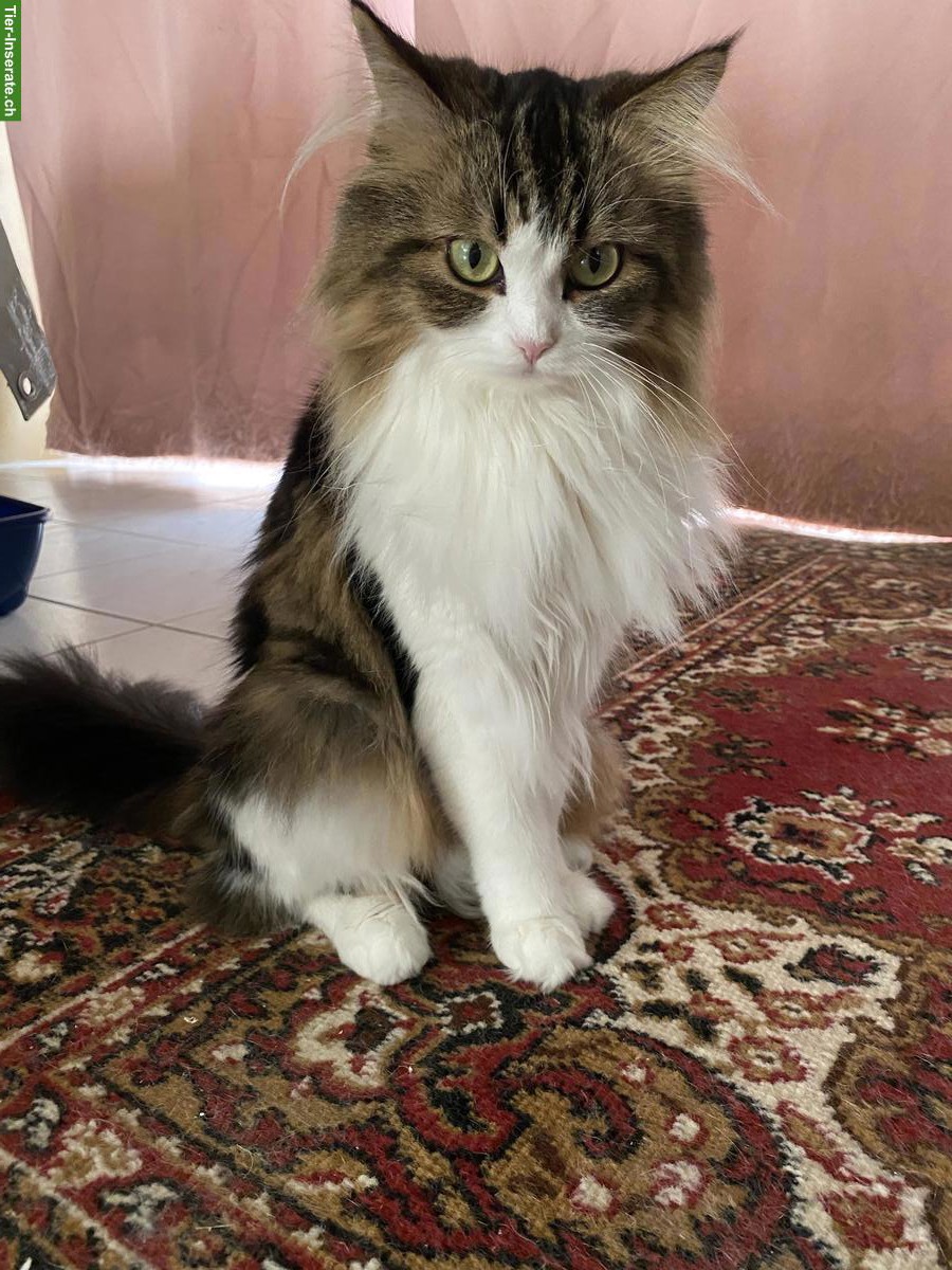 Bild 4: Verkaufe halbe Perser Katze, weiblich, 2-jährig