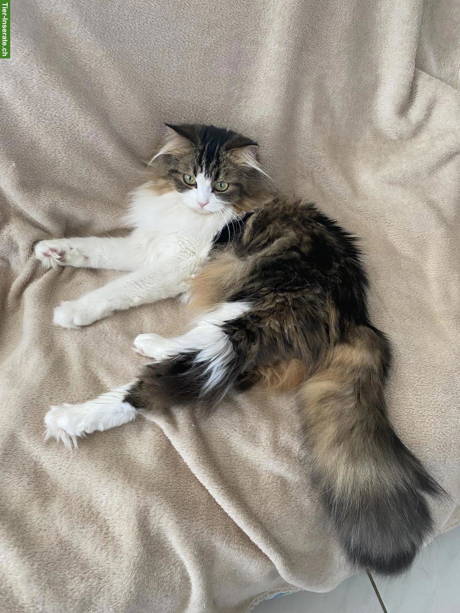 Bild 5: Verkaufe halbe Perser Katze, weiblich, 2-jährig