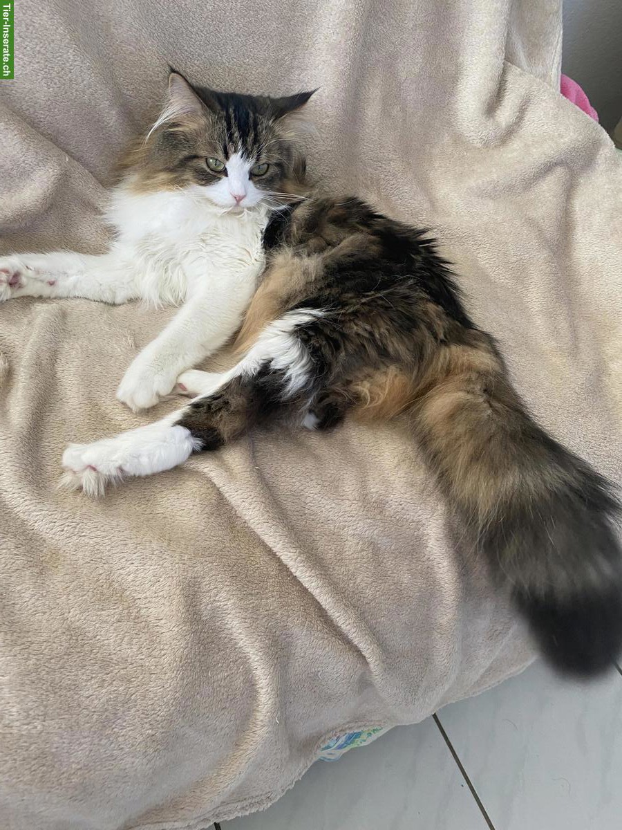 Bild 6: Verkaufe halbe Perser Katze, weiblich, 2-jährig