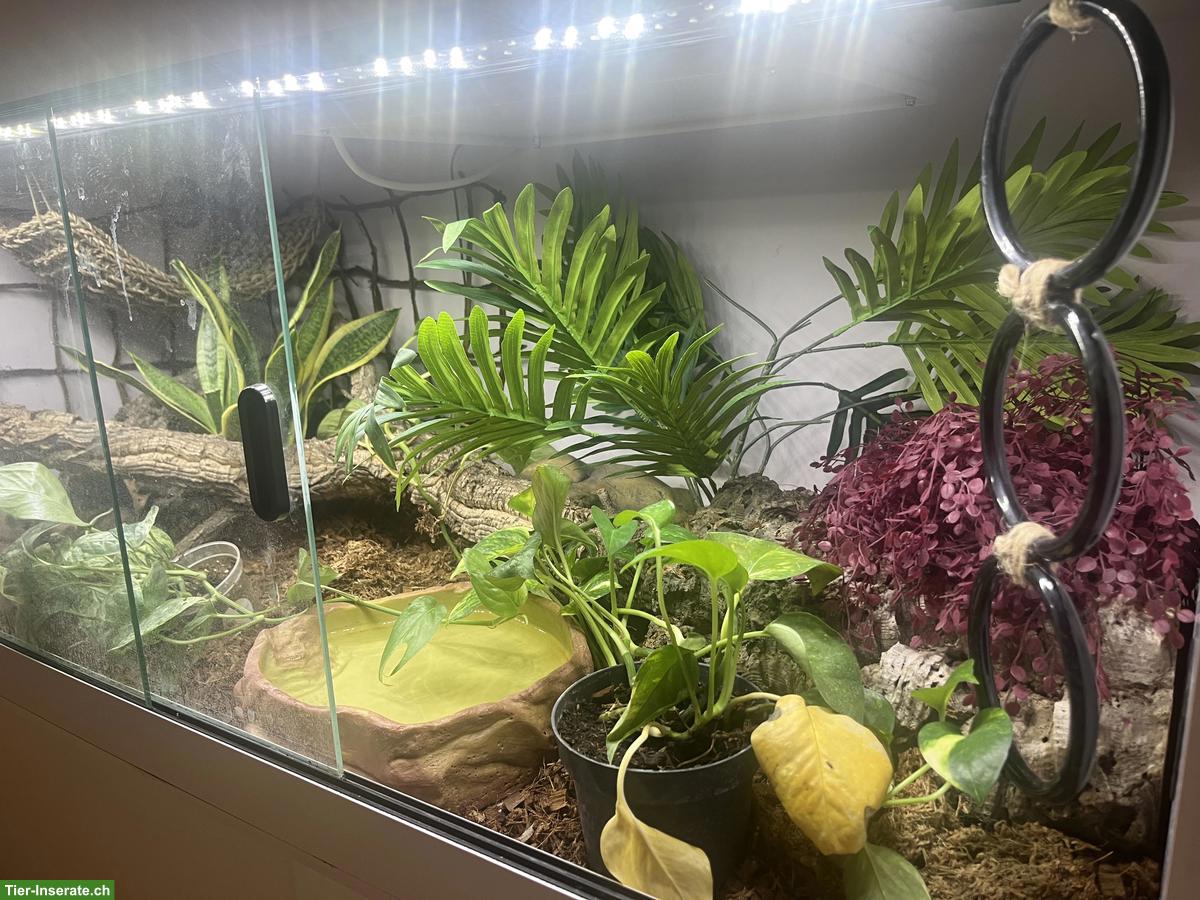 Bild 2: Königspython Lemon Blast mit Terrarium-Komplettset
