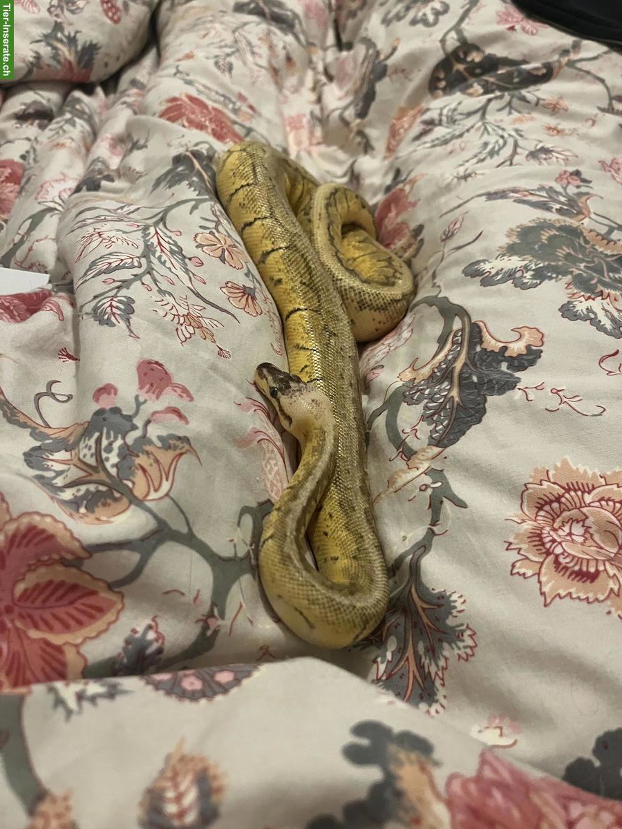 Bild 3: Königspython Lemon Blast mit Terrarium-Komplettset