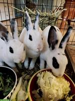 3 junge Mini-Rex Kaninchen suchen gemeinsam liebevolles Zuhause