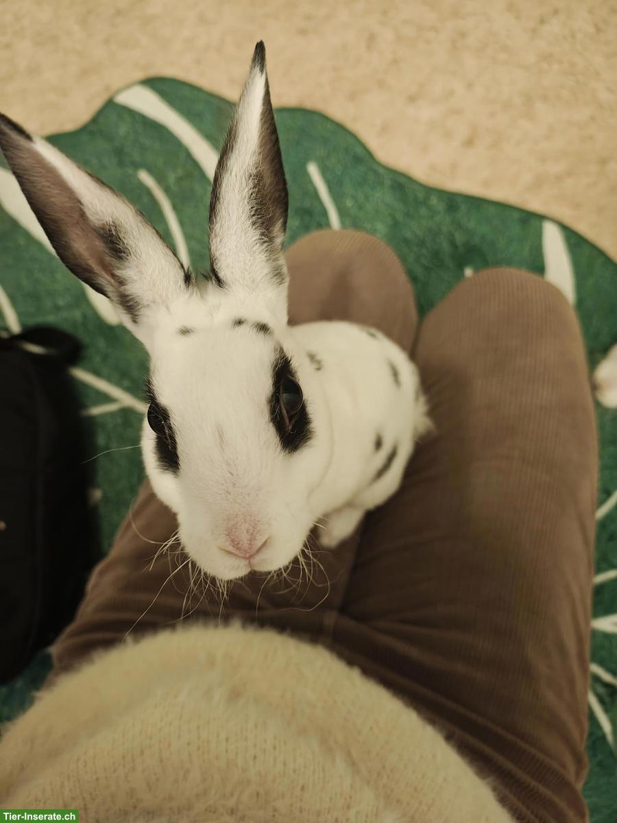 Bild 2: 3 junge Mini-Rex Kaninchen suchen gemeinsam liebevolles Zuhause