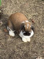 3 Zwerg Widder Kaninchen zu verkaufen