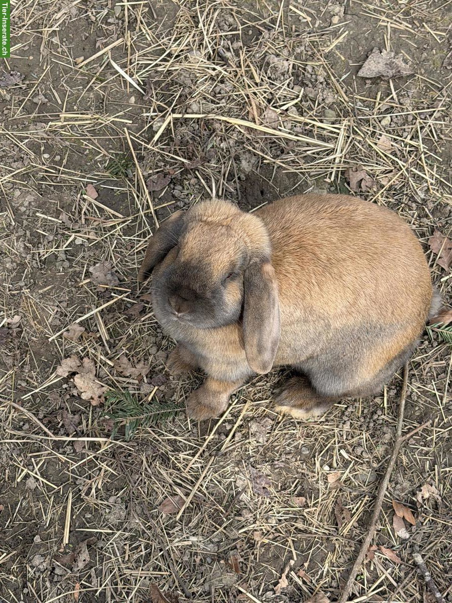 Bild 2: 3 Zwerg Widder Kaninchen zu verkaufen