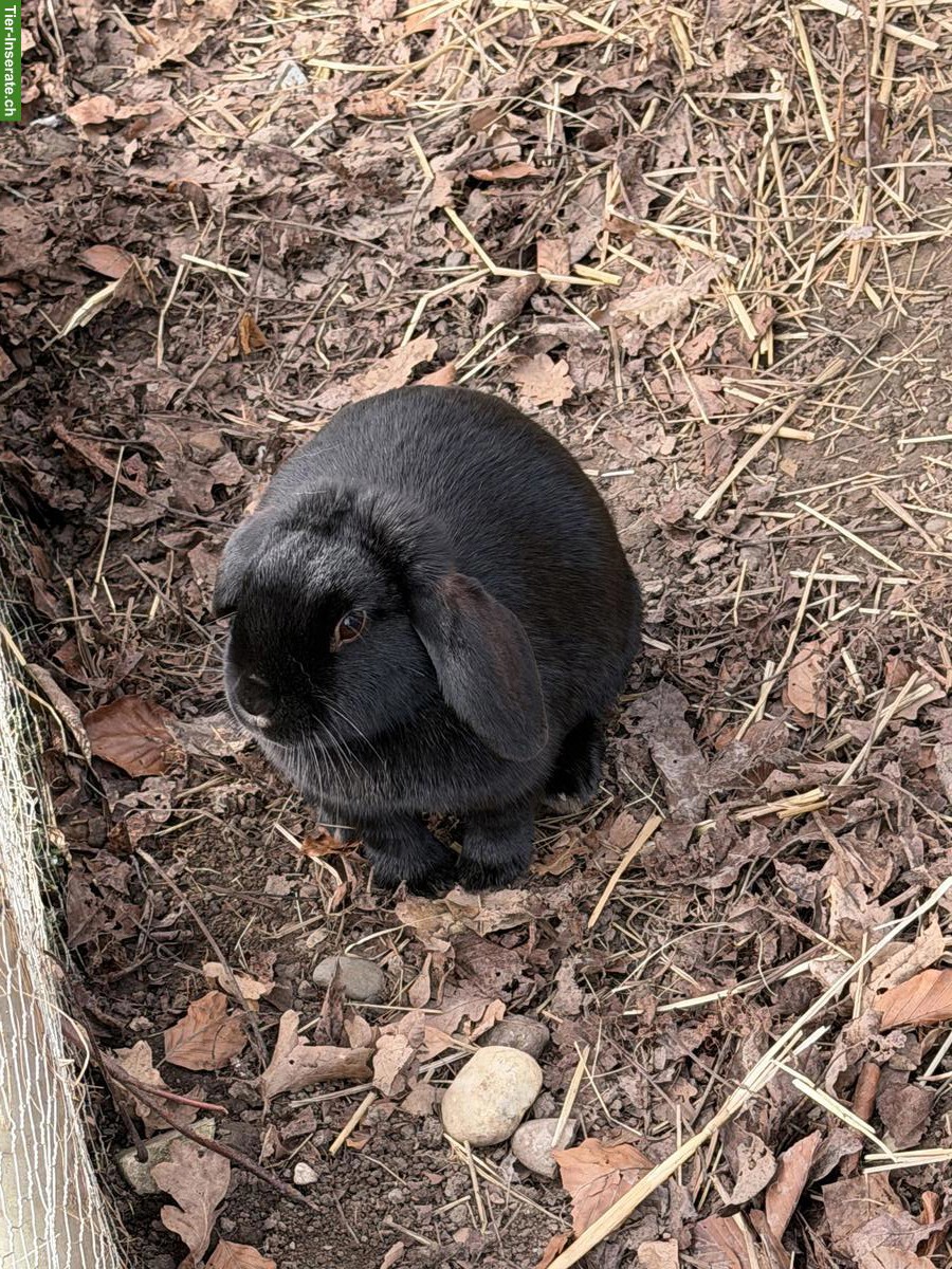 Bild 3: 3 Zwerg Widder Kaninchen zu verkaufen