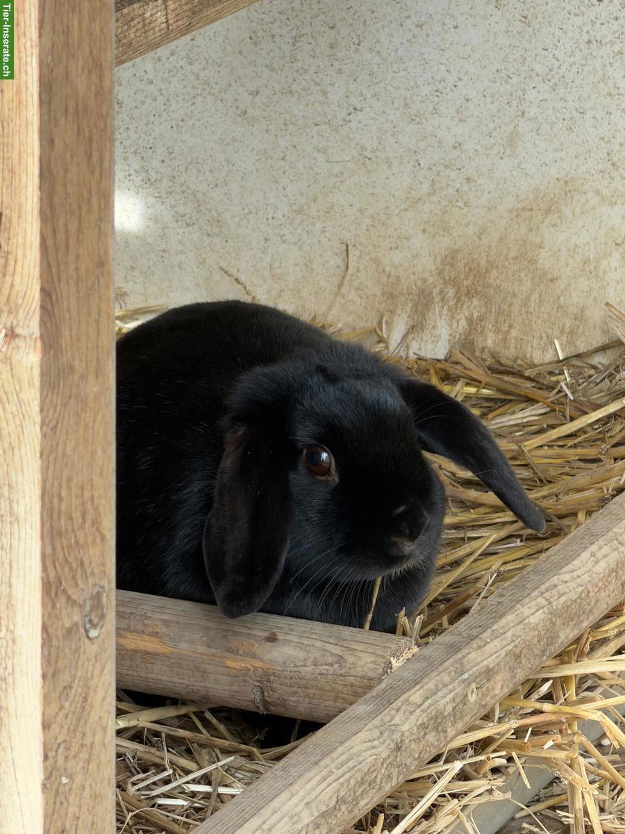 Bild 4: 3 Zwerg Widder Kaninchen zu verkaufen