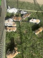 Französische Widder Mutter mit jungen Kaninchen