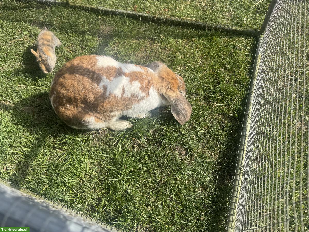Bild 3: Französische Widder Mutter mit jungen Kaninchen