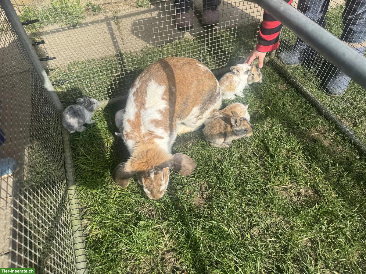 Bild 4: Französische Widder Mutter mit jungen Kaninchen