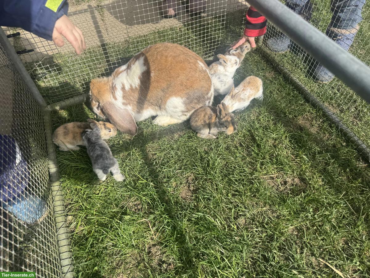 Bild 5: Französische Widder Mutter mit jungen Kaninchen