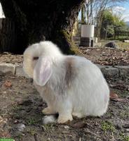 Kastriertes Minilop Zwergkaninchen, männlich