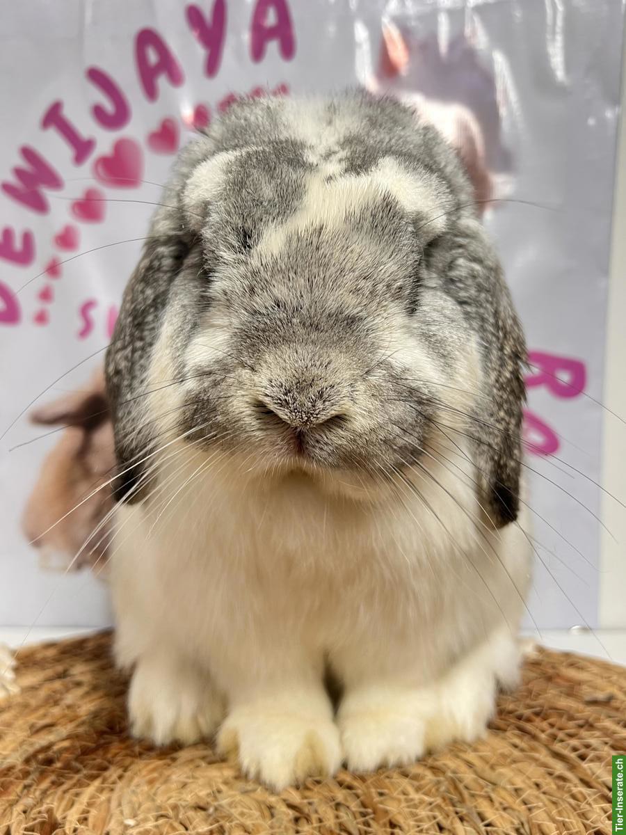 Bild 2: Kastriertes Minilop Zwergkaninchen, männlich