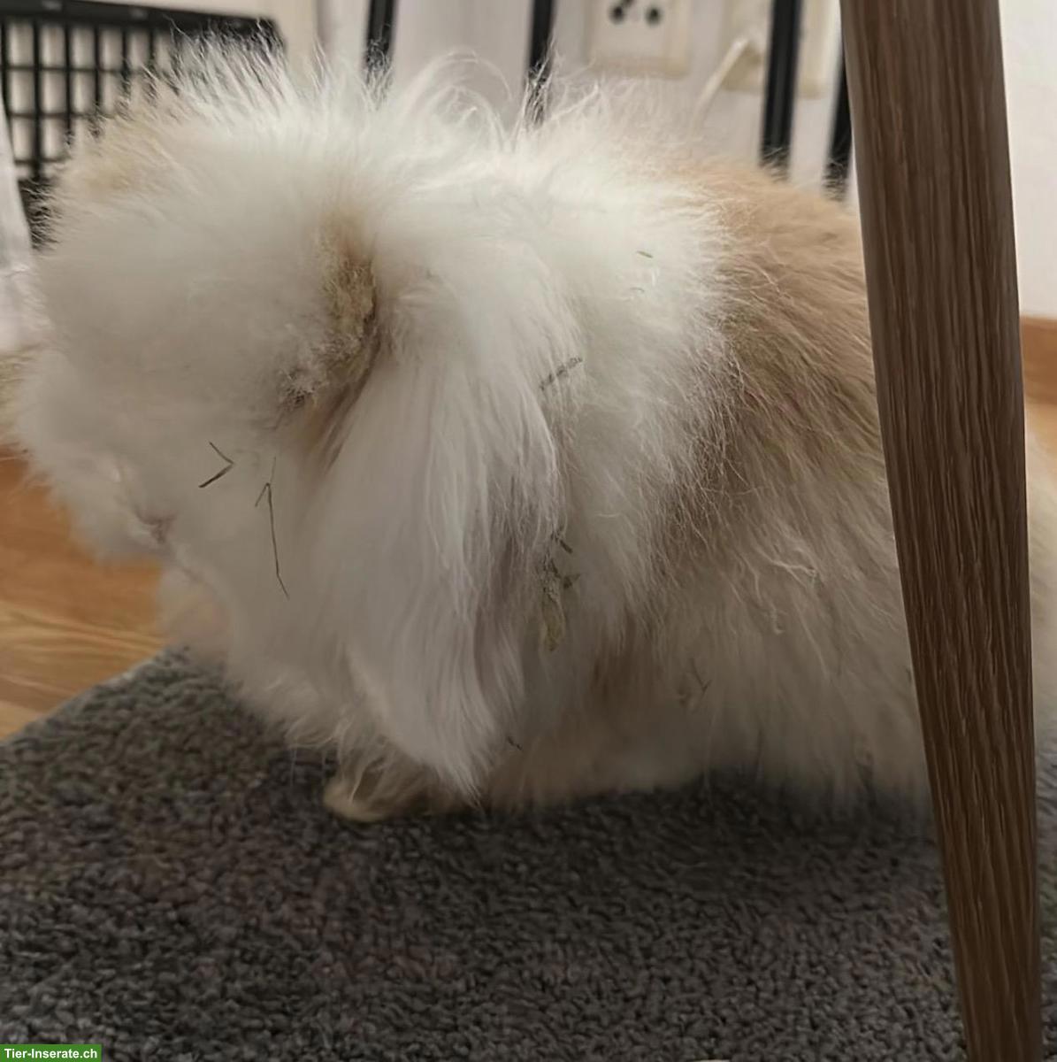 Bild 3: Kastriertes Minilop Zwergkaninchen, männlich