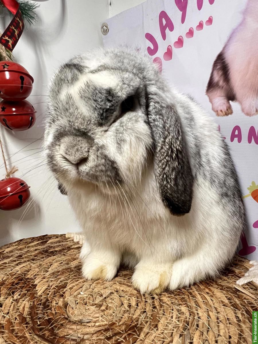 Bild 4: Kastriertes Minilop Zwergkaninchen, männlich