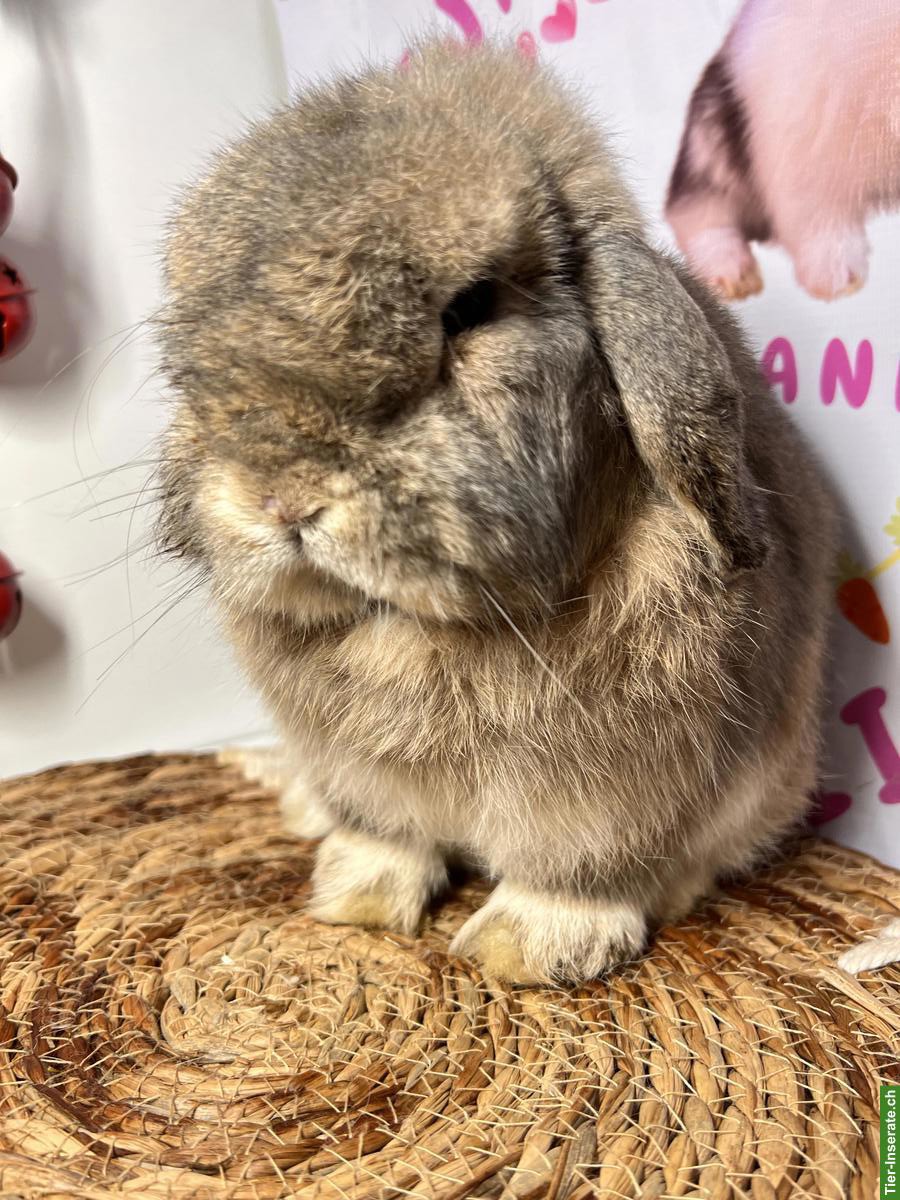 Bild 5: Kastriertes Minilop Zwergkaninchen, männlich