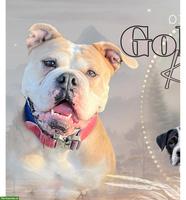 Old English Bulldogge Hündin sucht liebes neues Zuhause
