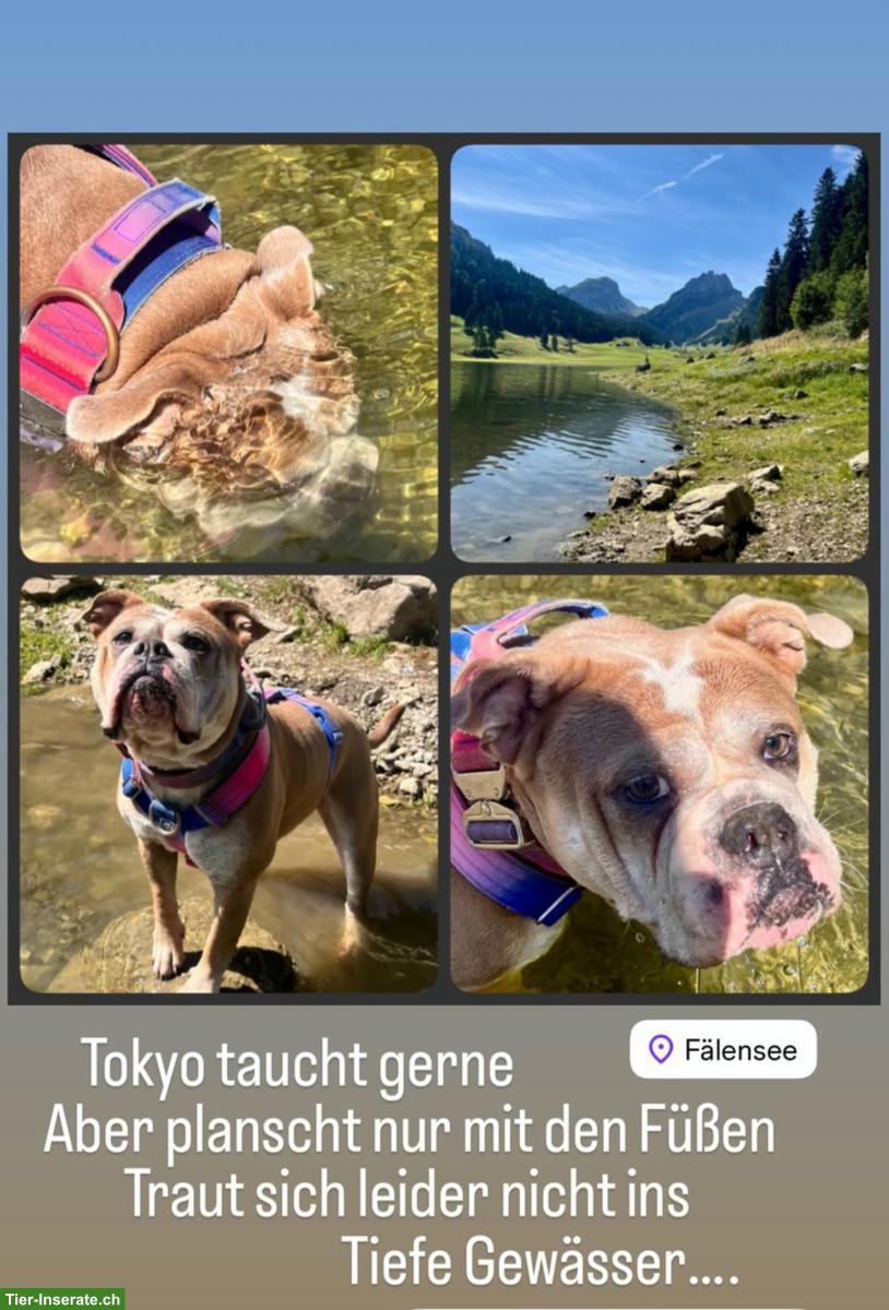 Bild 3: Old English Bulldogge Hündin sucht liebes neues Zuhause