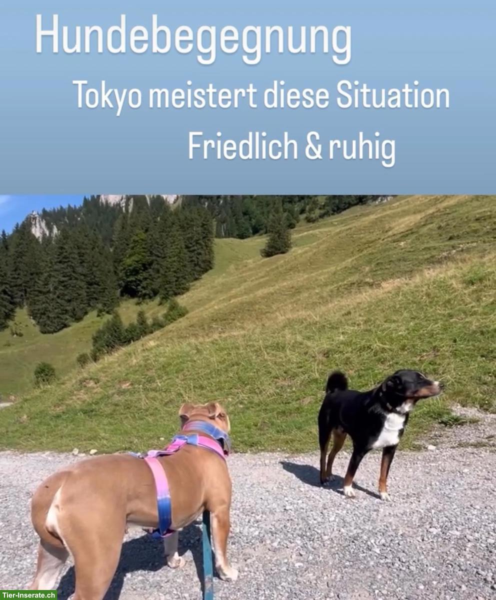 Bild 4: Old English Bulldogge Hündin sucht liebes neues Zuhause