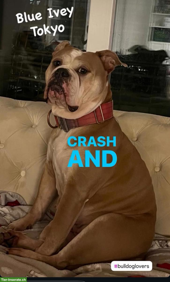 Bild 5: Old English Bulldogge Hündin sucht liebes neues Zuhause